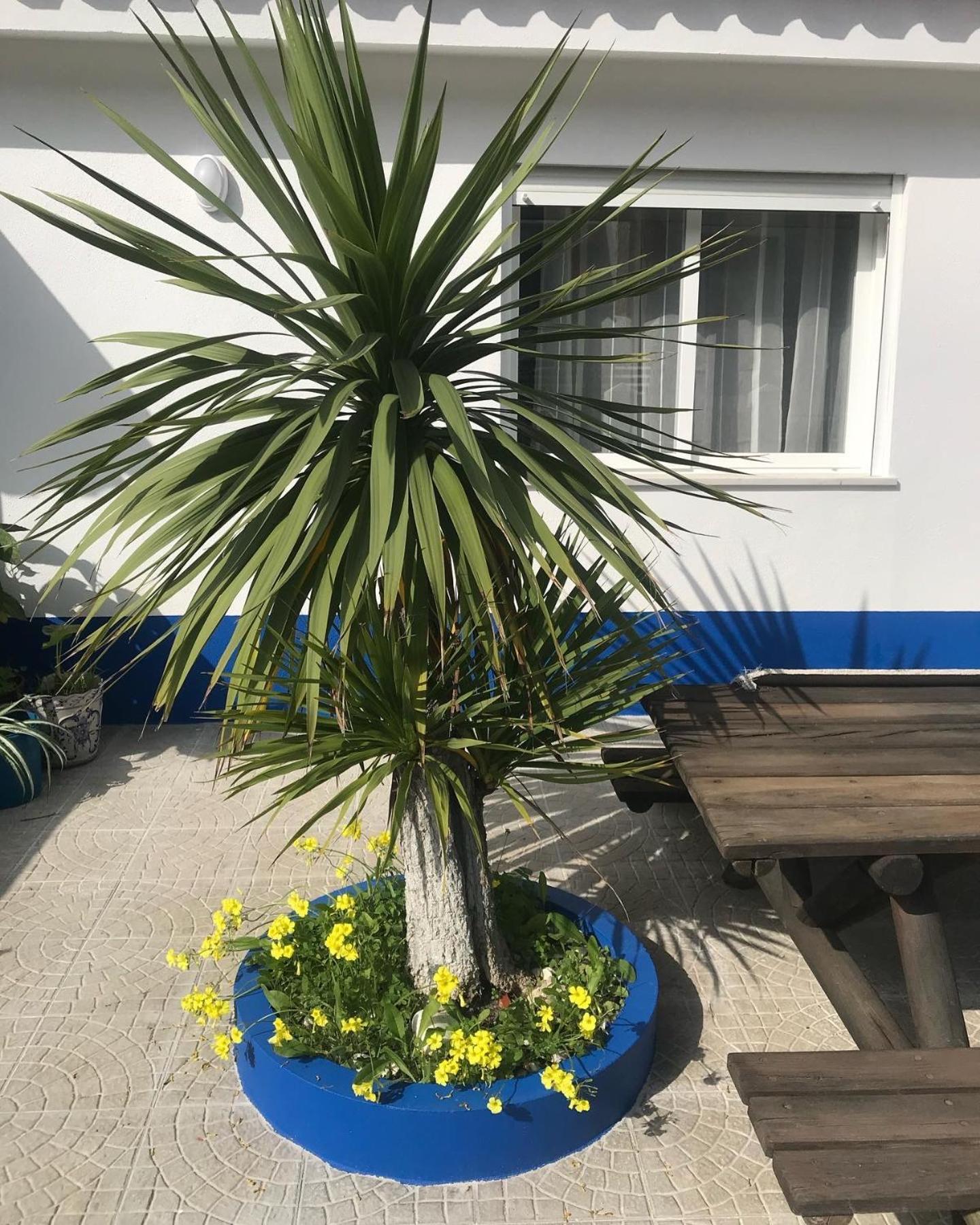 Casa Praia Do Sul 埃里塞拉 外观 照片